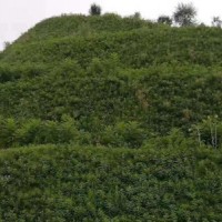 山體復綠  礦山復綠    邊坡綠化