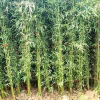 竹苗批發