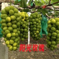 葡萄苗基地批發陽光玫瑰苗木 甜蜜藍寶石無核品種